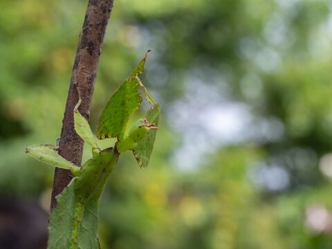 Leaf Insect on branch