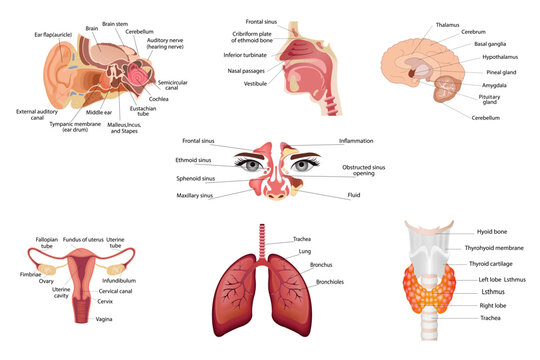 Set of different human thyroid organs, middle part of the brain, anatomy of the human ear, nose, human respiratory system, lungs , and alveoli. Medical poster
