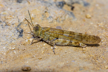 Blauflügelige Ödlandschrecke (Oedipoda caerulescens)