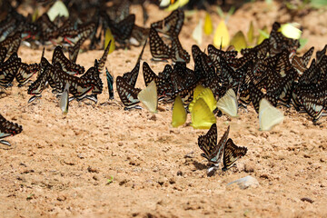Group of beautiful butterfly puddling on the ground at Pang Sida National Park, Sa Kaeo Province, Thailand. - obrazy, fototapety, plakaty