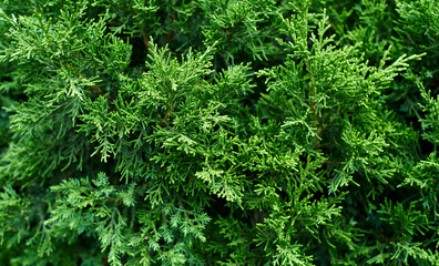 A photo of lush cypress tree foliage