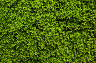 Closeup, Texture of moss on the wall. green moss background, Natural moss in nature for text,...