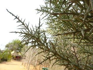Euphorbia stenoclada in Antsokay botanical garden in Arboretum d'Antsokay (Toliara, Madagascar)