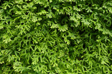 Ferns in the forest. Selaginella kraussiana natural floral fern background. Spreading Clubmoss a type of moss plant that grows in damp places. Nature background