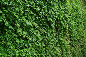 Ferns in the forest. Selaginella kraussiana natural floral fern background. Spreading Clubmoss a type of moss plant that grows in damp places. Nature background