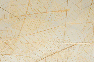 Macro of Fiber structure of dry leaves texture background. Leaf background with veins and cells,...