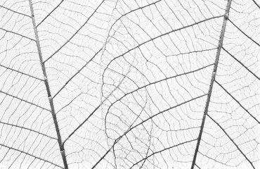 Macro of Fiber structure of dry leaves texture background. skeletonized leaves on white background. 
Black and white leaf background.