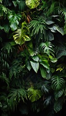 Fototapeta na wymiar Tropic leaves