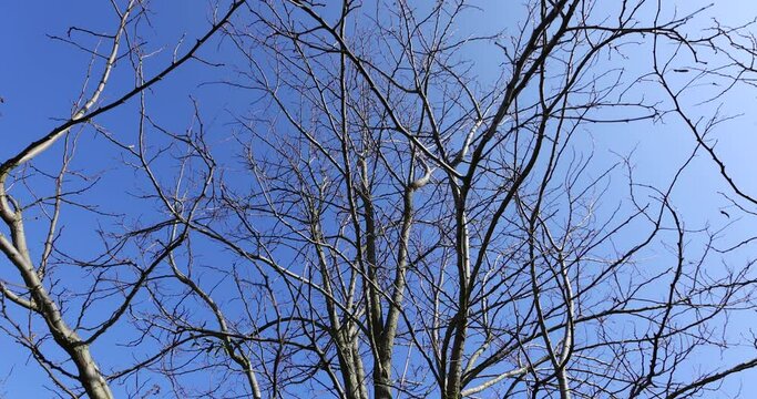 leafless deciduous trees in the spring season, beautiful bare branches of deciduous trees after winter