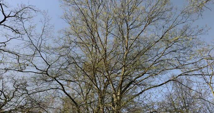 leafless deciduous trees in the spring season, beautiful bare branches of deciduous trees after winter