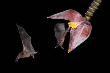 Nature's nocturnal pollinators, Leaf-nosed Bats sipping nectar from a banana flower in Costa Rica © Tyler