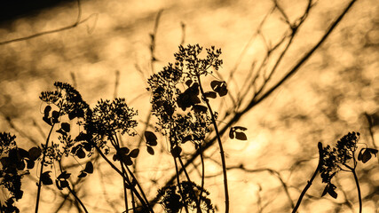 Obraz premium 余呉湖, 枯れアジサイ, 黄金色,ゴールド,逆光, 玉ボケ, 湖面, 反射,冬,厳冬,朝日,雪,風景,植物,光,滋賀県,長浜市,湖北地方