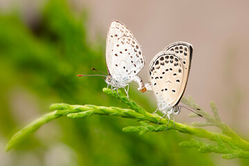 나비의 사랑은 자연의 섭리