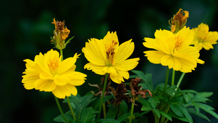 Marigolds or Cosmos flowers, Yellow flowers blooming on the tree, three beautiful flowers. Background of dark tone in the garden.
