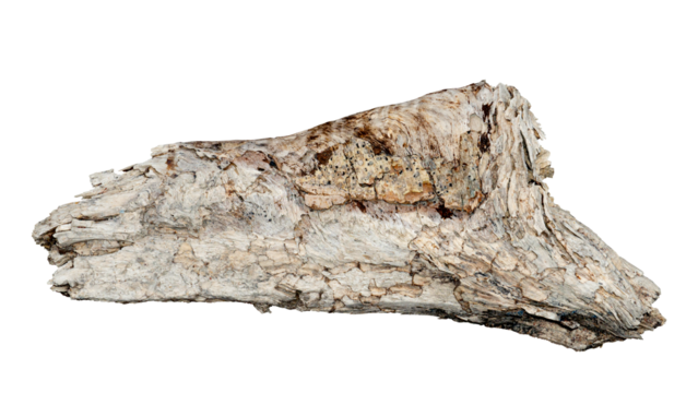 Cut down the wood of the remains of the old wood. Isolated white background with clipping path.