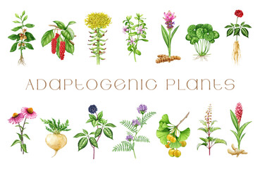 Medicinal adaptogenic plants and herbs painted set. Watercolor botanical illustration. Hand drawn different organic fresh medicinal plant and herb element collection. White background