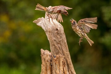 Purple Finches fighting