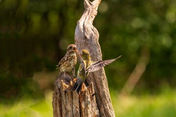 Goldfinch flies into a  Purple Finch