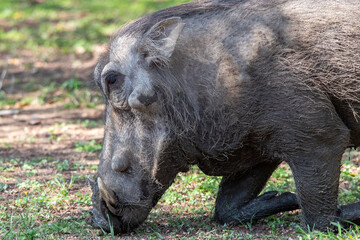 Close up on the snout of a common warthog