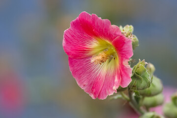 Fototapeta na wymiar Close up view of Hollyhock flower with shallow depth of field