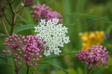 Fototapeta premium Close up view of different colorful wildflowers