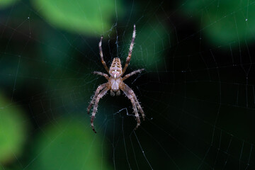 Cross Orbweaver Araneus diadematus