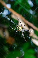 Wasp Spider Argiope bruennichi