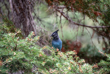 Steller Jay in the Mountains