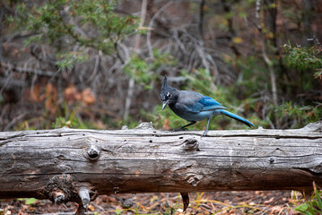 Steller Jay in the Mountains