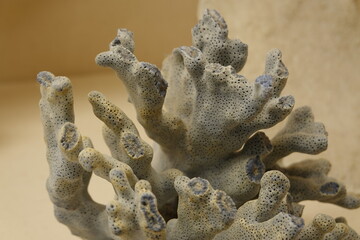 The fossil coral forms through hardened deposits left by silica-rich waters.