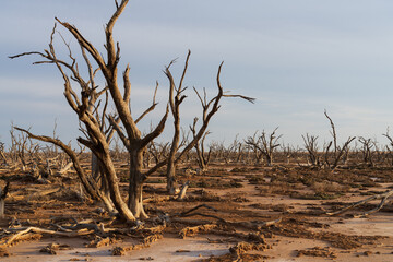 Salinity affected lake and dead trees