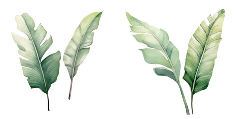 Set of watercolour green leaf elements. Collection botanical isolated on white background suitable for wedding invitation.png isolated on transparent background generative AI.