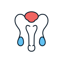 Male Reproductive System Related Vector Line Icon. Isolated on White Background. Editable Stroke