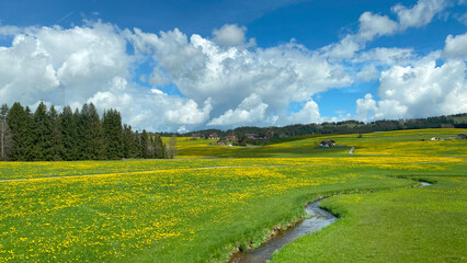 Beautiful rural scene of green meadows covered with yellow flowers. Pine trees