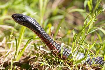 Australian Red-bellied Black Snake holding head up