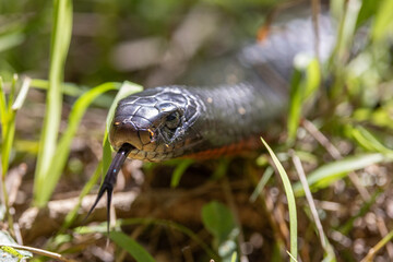 Australian Red-bellied Black Snake flickeering it's tongue