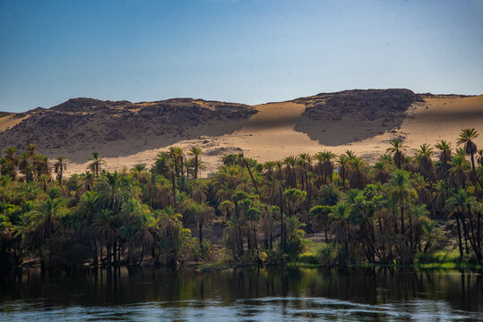 plantas verdes del campo en verano al termino de la estacion