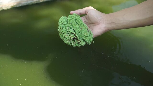 Catfish are given natural food in the form of ferns (azolla microphylla) in ponds