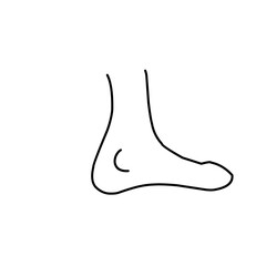 Hand Drawn Anatomy And Organ