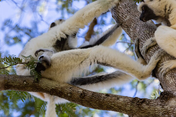 Verreaux's sifaka