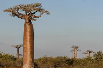 Rolgordijnen Baobab trees in Madagascar © Raphael