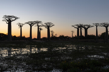 baobab avenue in sunset