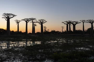 Foto op Canvas baobab avenue in sunset © Raphael