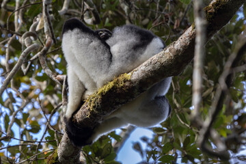 Indri baby