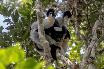 indri on tree