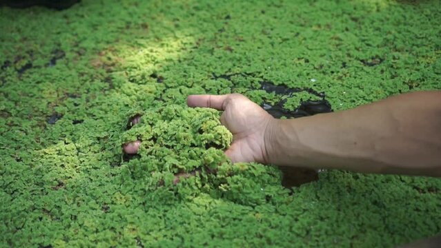 The right hand holding azolla microphylla or azolla pinnata from the pool