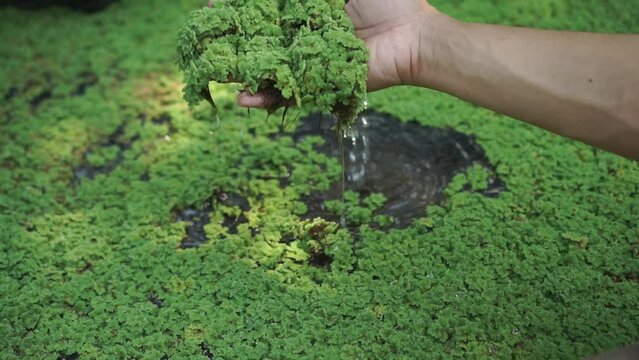 The right hand takes up azolla microphylla or azolla pinnata from the pool