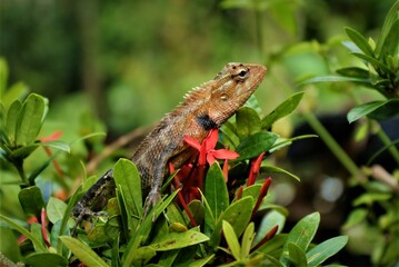 Brown lizard on red and green background , Thai chameleon on natural green background.