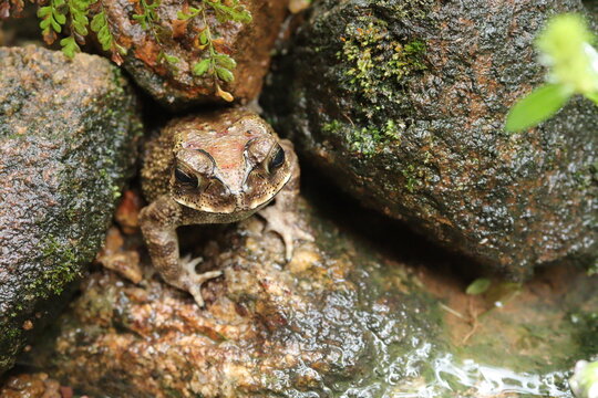 A brown frog hiding among the rocks , Beautiful brown painted toad, hidden among the decorative stones of the garden.