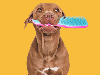 Cute brown dog holding a hairbrush. Close-up, indoors. Studio photo, isolated background. Concept...